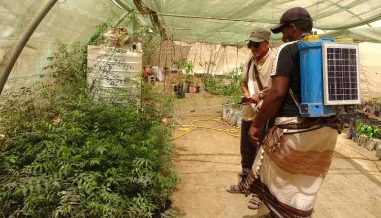 رزقك في حديقة منزلك… شجرة النيم ثروة بيئية واقتصادية مهملة