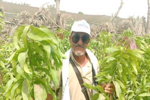 شجرة البن اليمني تواجه خطر الإندثار