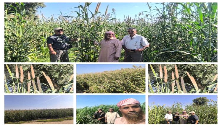 باحثو محطة الكود ينفذون نزولًا ميدانيًا لخبت لسلوم لحماية الأصناف المحلية وتعزيز إنتاج الحبوب في دلتا أبين
