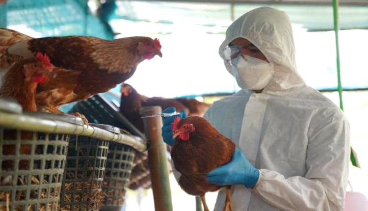 إنفلونزا الطيور.. تطعيم الدواجن قد يساعد الفيروس على التطور
