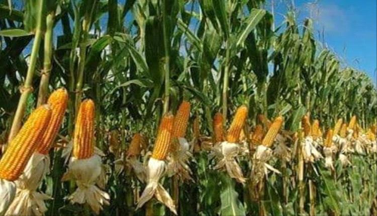 علماء روس يطورون "سمادا إسعافيا" ينقذ محاصيل الذرة من الجفاف