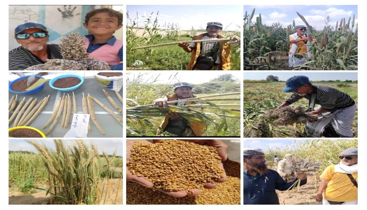حكمة المزارع في اختيار البذور الطيبة … وصية الأجداد ومفتاح المستقبل