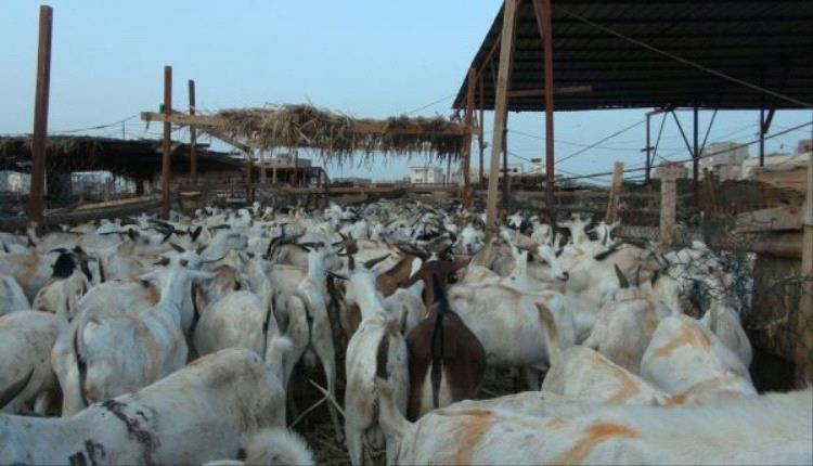 تقرير : بألم الواقع شعب الجنوب يفتقد أجواء الفرح باقتراب العيد