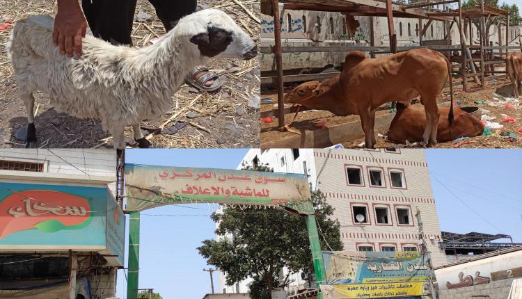 سوق عدن المركزي للماشية والاعلاف يوفر المواشي المحلية "البلدي" للمواطنين بالعاصمة عدن