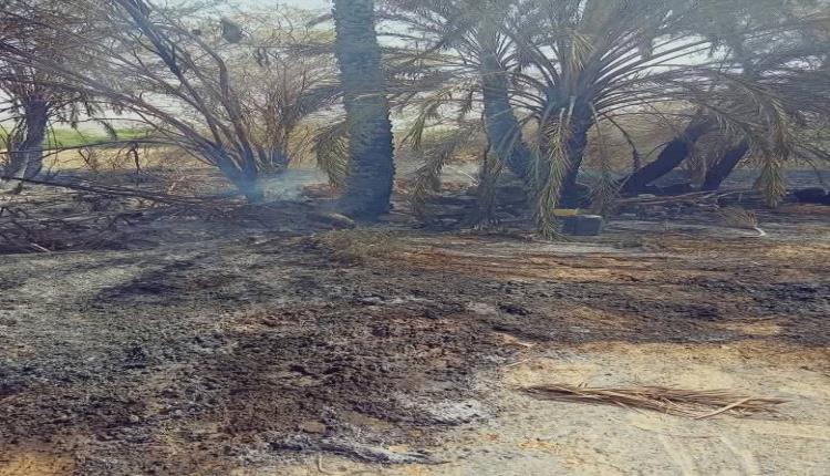 حريق هائل يدمر 180 نخلة وخلية للنحل في منطقة شقيه بمديرية شبامحضرموت.