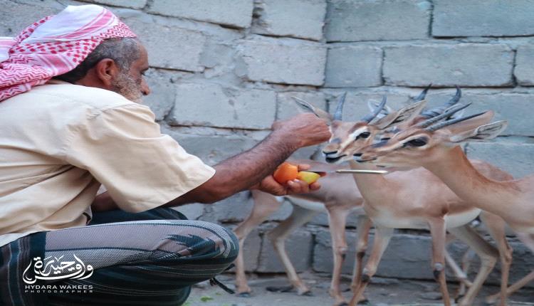 مواطن في أبين ينجح في تربية الغزلان