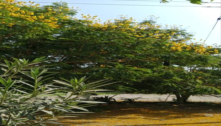 كن شريكًا في غرس الأمل.. الشتلة علينا والرعاية عليك ..مركز البحوث الزراعية بالكود: حيث العطاء لا يتقاعد