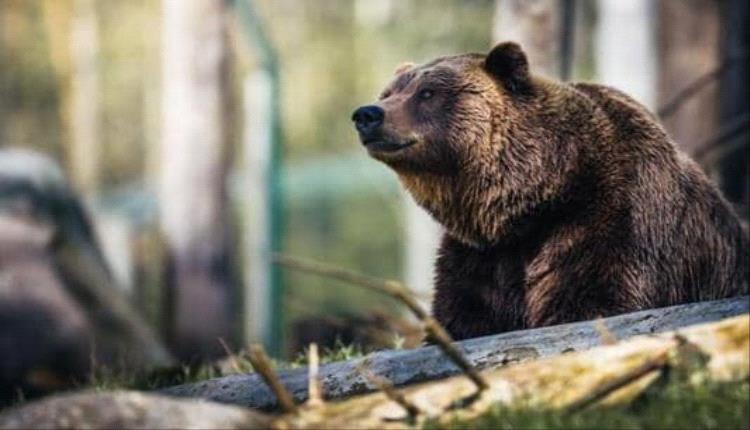 اليابان تُرسل الجيش لمواجهة موجة هجمات الدببة في محافظة أكيتا