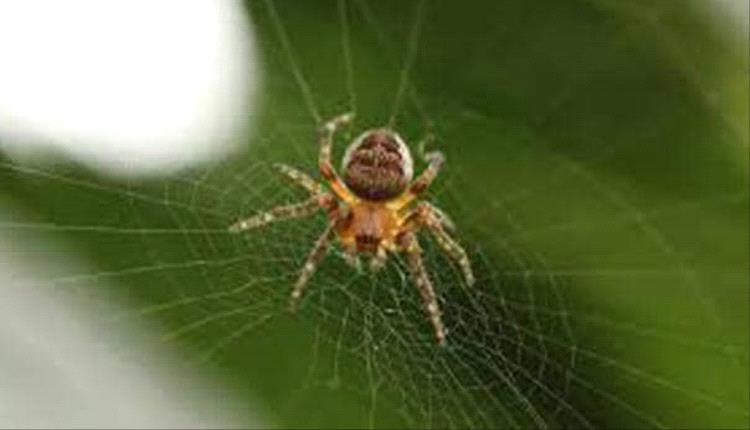 اكتشاف شبكة عنكبوتية عملاقة تضم أكثر من 110 آلاف عنكبوت في كهف حدودي بين ألبانيا واليونان