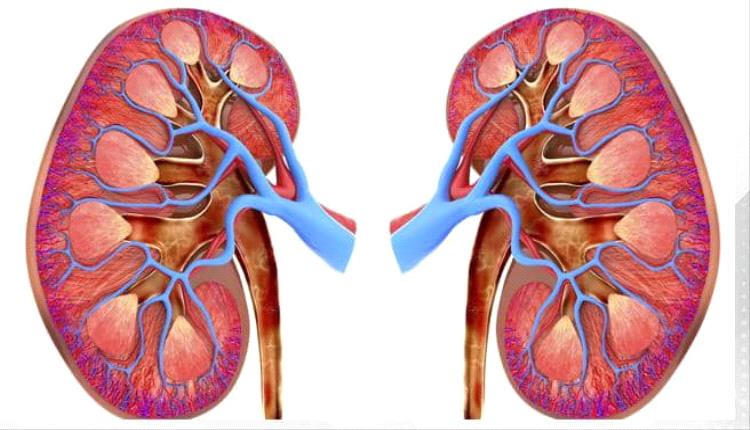 دراسة تحذر: مرض الكُلى المزمن يصيب 788 مليون شخص حول العالم ويهدد حياة الملايين