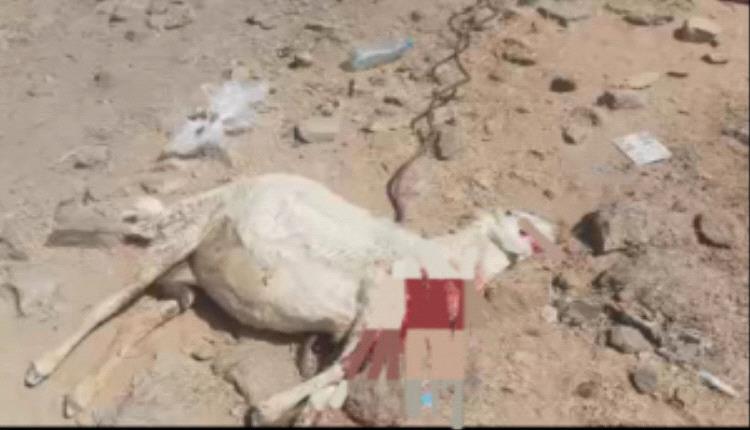 مليشيات الحوثي تستهدف منازل المواطنين في حريب بطائرات مسيرة وتخلف أضراراً واسعة