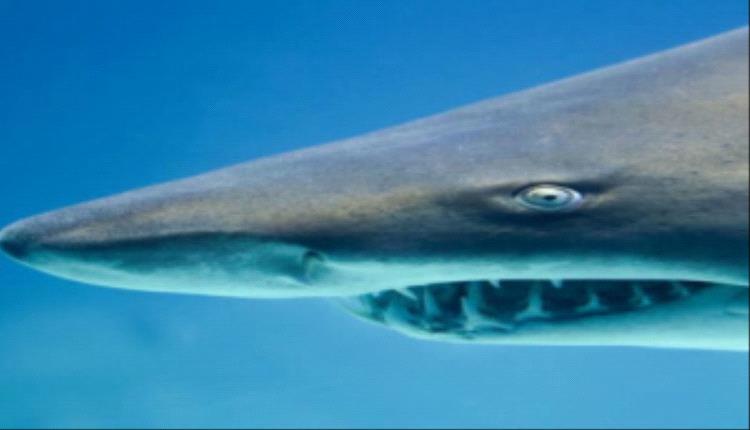 سمكة قرش ضخمة تهدد شواطئ البريقة: تحذير للصيادين والمصطافين