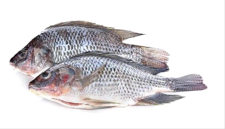 كوبا تطلق جهودًا لحماية أسماك المانجواري المهددة بالانقراض في مستنقع زاباتا