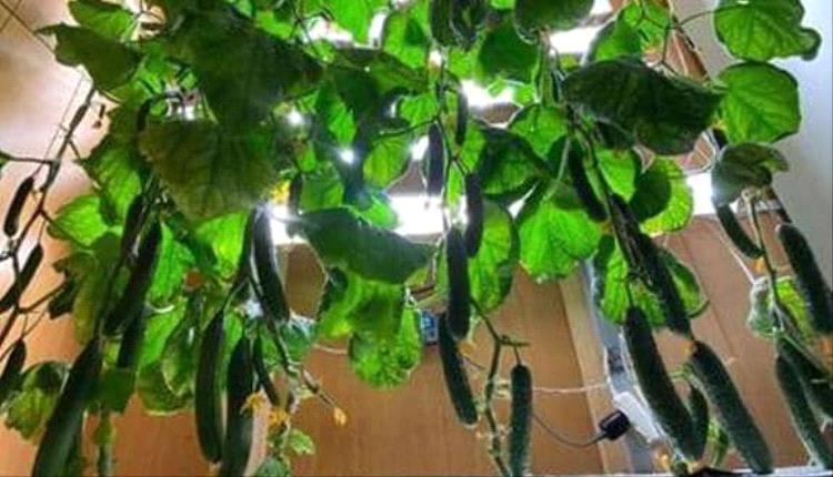 روسيا تحقق نجاحًا في زراعة أكثر من 200 صنف من الخضروات في القطب الجنوبي