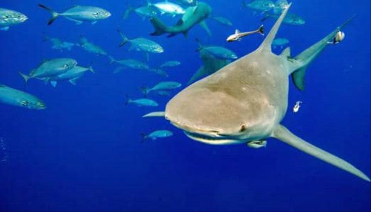 مؤتمر عالمي في سمرقند يبحث قيودًا تجارية لحماية الحيوانات والنباتات المهددة بالانقراض