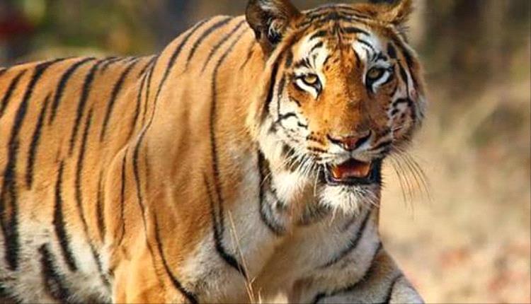 تقرير عالمي: تهريب النمور يهدد بقاء هذا النوع على الأرض