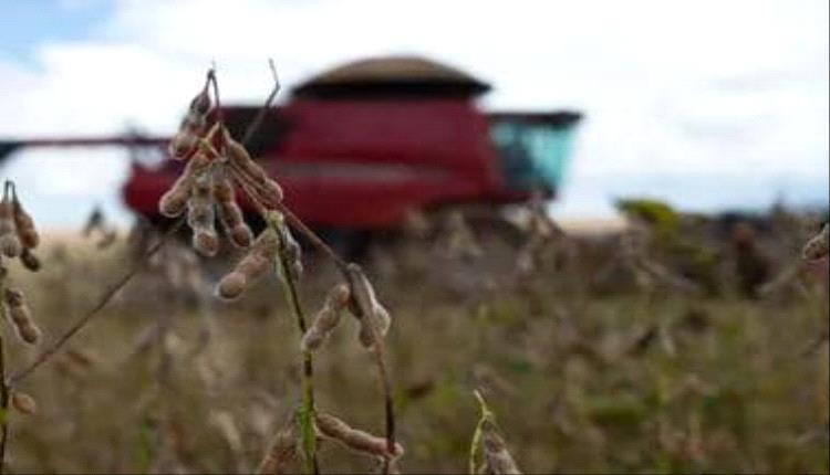 الصين توقف واردات فول الصويا من خمس منشآت برازيلية بسبب تلوث بالمبيدات