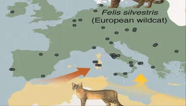 دراسة جينية تكشف سر استئناس القطط في أوروبا قبل 2200 عام