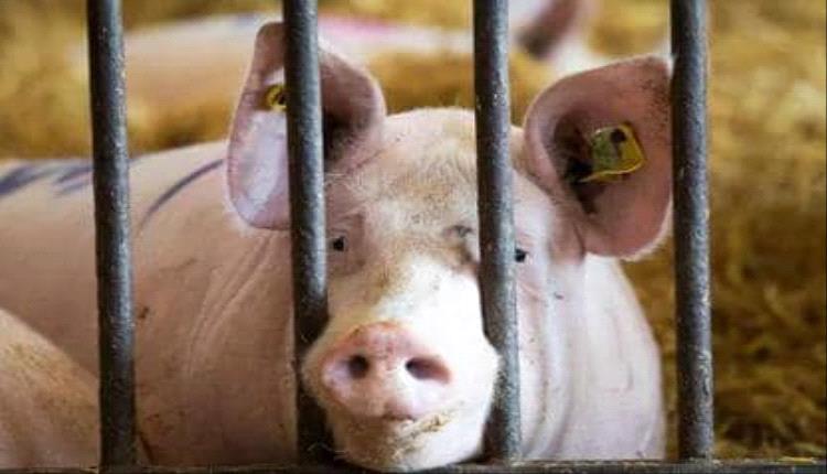 إسبانيا تسجّل أول إصابة بإنفلونزا الخنازير الإفريقية منذ 1994