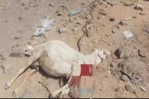 مليشيات الحوثي تستهدف منازل المواطنين في حريب بطائرات مسيرة وتخلف أضراراً واسعة