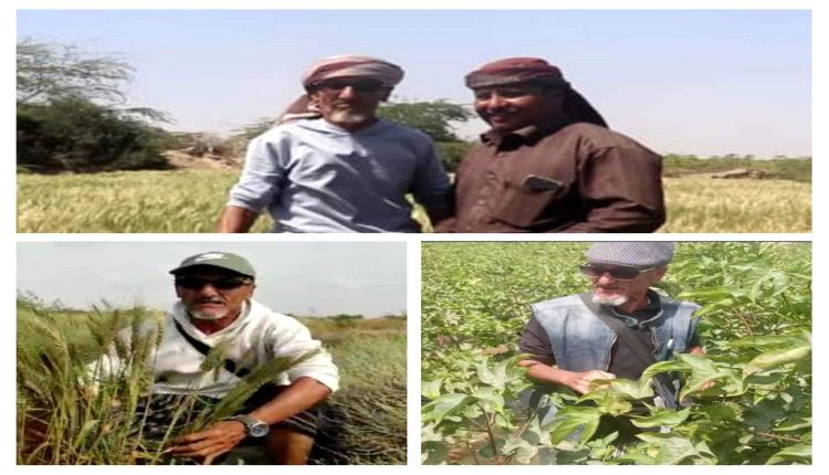 دلتا أبين حين تنطق الأرض بالقطن والقمح