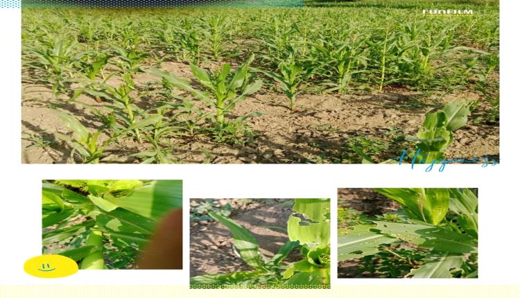 كوارث صامتة