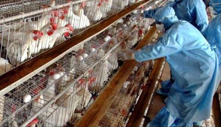 ألمانيا تسجل أكثر من 31 تفشيًا لإنفلونزا الطيور وتبيد نصف مليون طائر