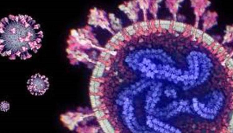 اكتشاف فيروس كورونا جديد في خفافيش البرازيل يثير مخاوف انتقاله للبشر