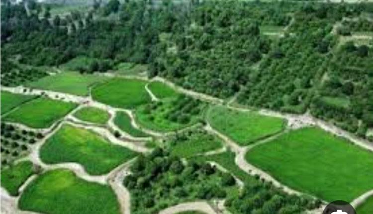 دعوات لمنع إطلاق النار في أعراس العند بلحج
النص: