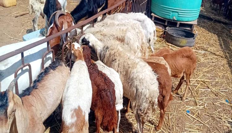 صاحب سوق عدن المركزي للمواشي والاعلاف : العمل يسير بوثيرة عالية في السوق وكان هناك اقبال ملحوظ للمواطنين خلال عيد الفطر