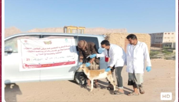 مدير عام حبان يشيد بالحملة البيطرية الشاملة لتحصين الثروة الحيوانية بالمديرية