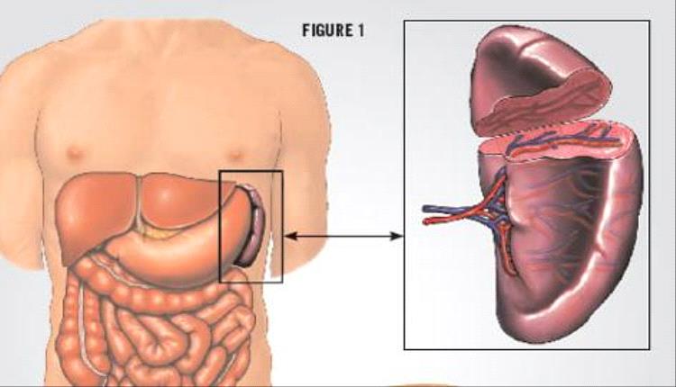 اكتشاف علمي جديد يكشف دورًا غير متوقع للطحال كمركز نشط لإنتاج خلايا مناعية عالية الكفاءة