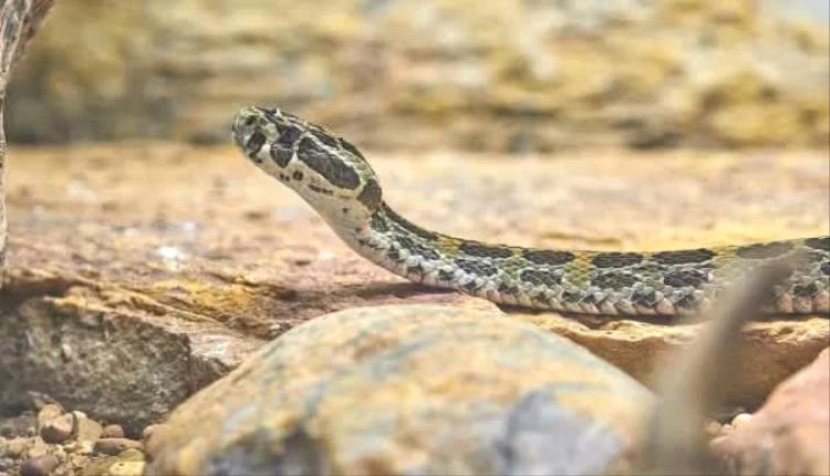 ثعبان “سايكلون” من نوع التايبان الساحلي يسجل رقماً قياسياً في كمية السم داخل حديقة زواحف أسترالية