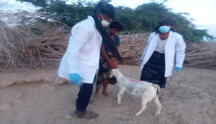 تدشين حملة تحصين الأغنام والماعز في مديرية أحور