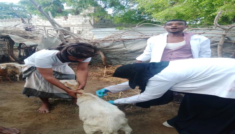 رئيسة جمعية الوفاق تشارك في حملة تطعيم المجترات الصغيرة ضد الأمراض الوبائية في أبين