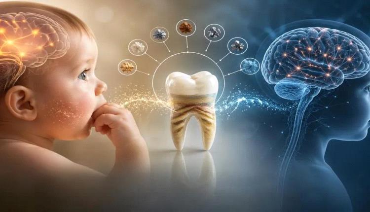 دراسة: الأسنان اللبنية تسجل "خريطة زمنية" دقيقة لتعرض الأطفال للمعادن خلال الحمل والطفولة المبكرة