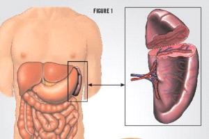 اكتشاف علمي جديد يكشف دورًا غير متوقع للطحال كمركز نشط لإنتاج خلايا مناعية عالية الكفاءة