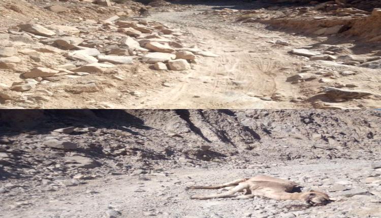 أهالي جيشان: طريق جيشان–مودية شريانٌ يربط أبناء المديرية.. والعرقوب بحاجة إلى تدخل عاجل