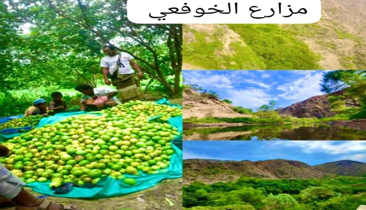 مزارعو الخوفعي بسبّاح يطالبون بدعم الطاقة الشمسية لمواجهة ارتفاع أسعار الوقود وشح الأمطار