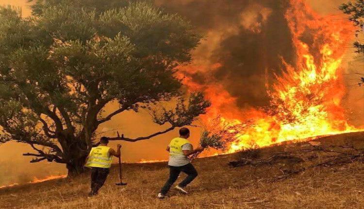 حرائق الغابات في الجزائر ترفع حصيلة الضحايا إلى 12 قتيلاً وجيجل الأكثر تضرراً