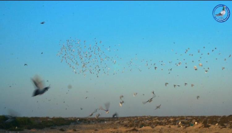 اتحاد العاصفة للحمام الزاجل ينظّم سباقًا تراثيًا يجسّد روح الأصالة والتنافس الشريف