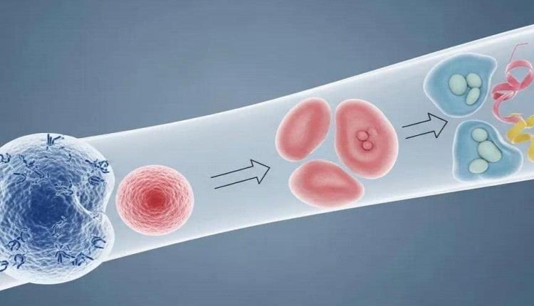 اكتشاف مسار بيولوجي يساعد الجسم على إنهاء الالتهاب بعد العدوى