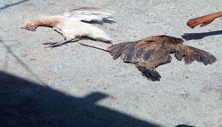 مرض غامض يهدد الثروة الداجنة في وادي الفقير بالمسيمير.. والأهالي يناشدون تدخلاً عاجلًا لكشف أسبابه ووقف انتشاره