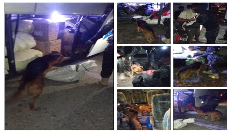 أبين.. إدارة مكافحة المخدرات تنفذ حملة تفتيش ميدانية وتفعّل وحدة الكلاب البوليسية في مداخل المحافظة