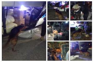 أبين.. إدارة مكافحة المخدرات تنفذ حملة تفتيش ميدانية وتفعّل وحدة الكلاب البوليسية في مداخل المحافظة