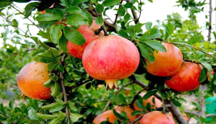 مركب ينتجه ميكروبيوم الأمعاء من الرمان يعزز مؤشرات وظائف القلب في تجارب مخبرية