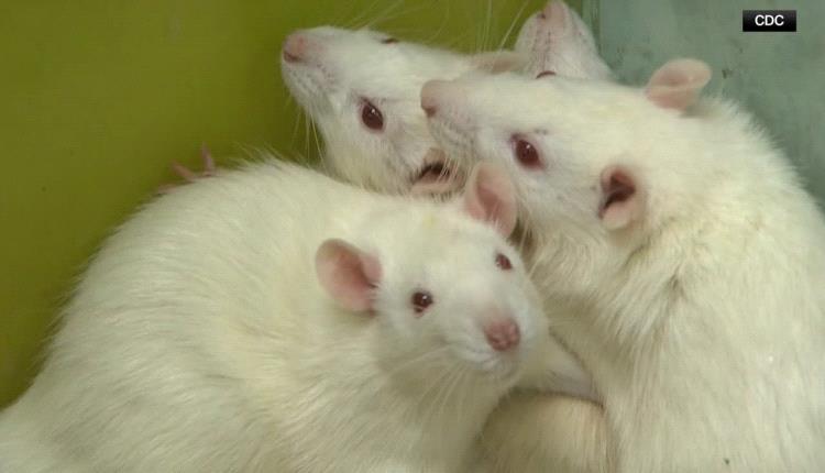 جرذ نافق يعيد الطاعون إلى الواجهة في نيو مكسيكو وتحذير صحي دون مؤشرات تفشٍ