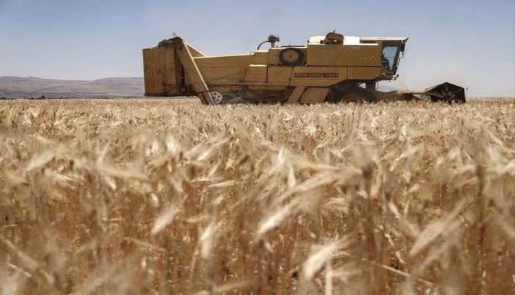 سوريا تعلن طرح 200 ألف طن من القمح الفائض للبيع بعد تحقيق الاكتفاء المحلي